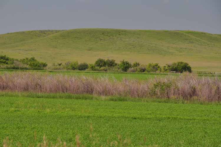 scenic grassland